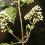 Mikania vitifolia പുഷ്പം