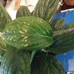 Monstera siltepecana Leaf