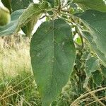 Solanum erianthum Liść