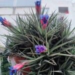 Tillandsia aeranthos Kukka