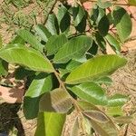 Psidium guineense Ліст