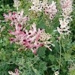 Fumaria agraria Flor