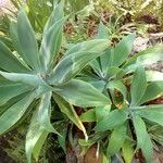 Agave attenuata পাতা