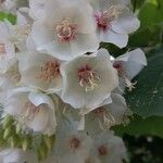 Dombeya burgessiae Цвят
