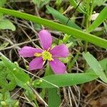 Sabatia campestris Flower