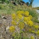 Thapsia villosa Floare