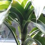 Dracaena fragrans Leaf