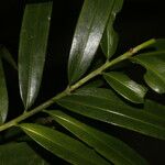 Podocarpus guatemalensis