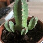 Euphorbia resinifera Yaprak