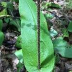 Cynoglossum virginianum Φλοιός