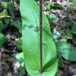 Cynoglossum virginianum Rinde