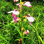 Eulophia bouliawongo Habitus