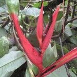 Heliconia tortuosa Flower