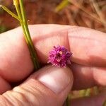 Polygala longicaulis ফুল