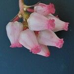 Arctostaphylos uva-ursi Flor