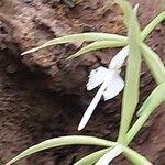 Epidendrum ciliare Flower