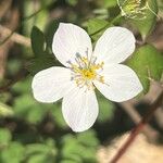 Enemion biternatum Flower