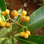 Psychotria capensis Fruit