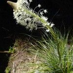 Xerophyllum tenax Blomma