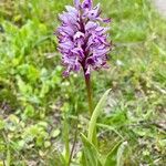 Orchis simia 形態