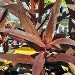 Lobelia cardinalis Leaf