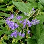 Caryopteris × clandonensis Yeri