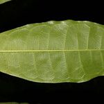 Maquira guianensis Leaf