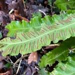 Asplenium scolopendrium Fruit