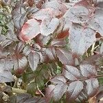 Berberis repens Leaf