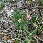 Anemone multifida Flower