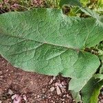 Arctium nemorosumFolha