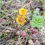 Tussilago farfaraFleur