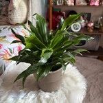 Dracaena acaulis Natur