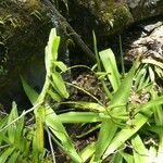 Oeoniella polystachys Yeri