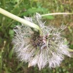Taraxacum rubicundum Mbuma