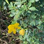 Senna pendula Fruit