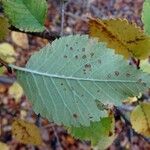 Ulmus minor Leaf