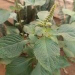 Ocimum gratissimumBlatt