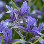 Iris sintenisii Flower