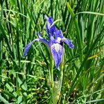 Iris missouriensis ᱵᱟᱦᱟ