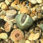 Lithops spp. 整株植物