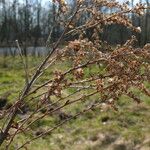 Solidago altissima Frucht