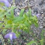 Trichostema dichotomum Hoja