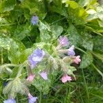 Pulmonaria officinalisКветка