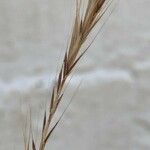 Vulpia ciliata Fula