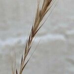 Festuca ambigua Flower