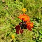 Pilosella guthnikiana Flower