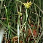 Gagea spathacea 其他