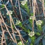 Iberis saxatilis Habit