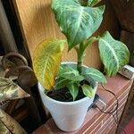 Dieffenbachia seguine Blad